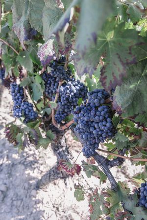Grapes on a vine
