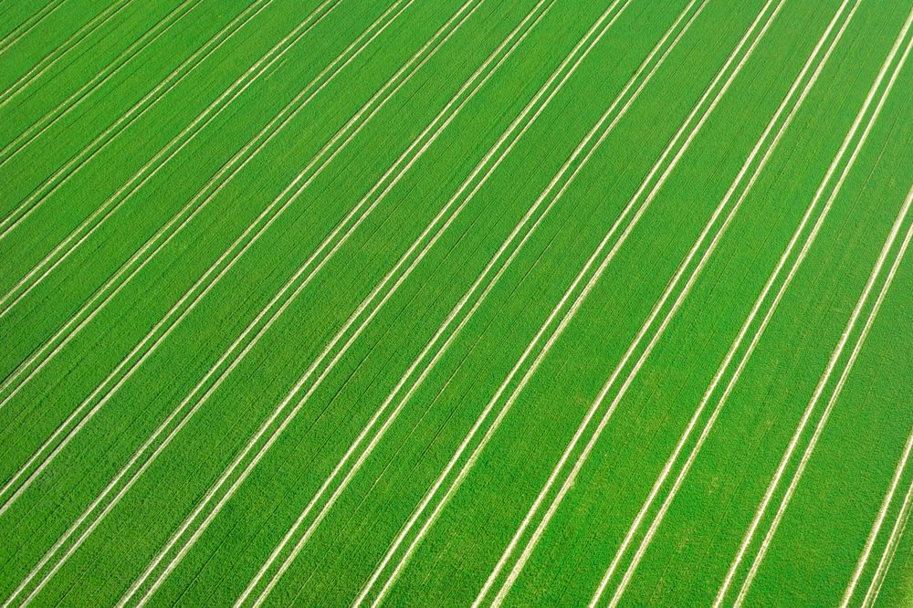 Grain agricultural field, drone aerial view