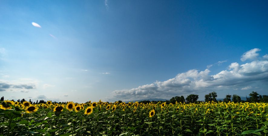 Blooming sunflowers in a field with blue sky