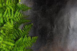 Summer frame with leaves of fern plant with. copy space
