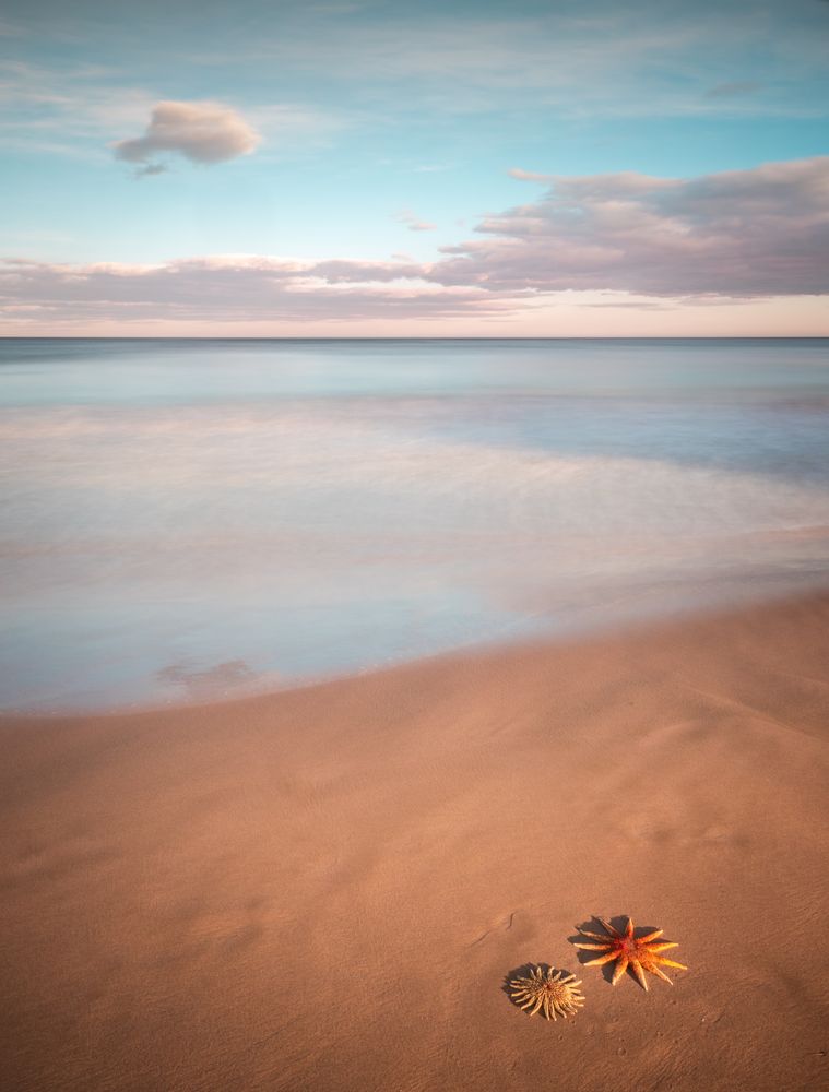 Starfish on sandy coast near sea