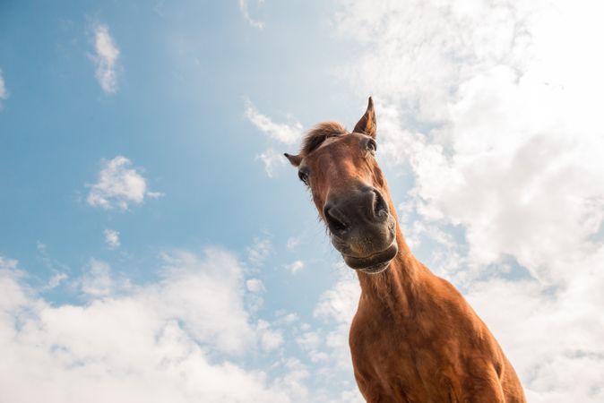 from below view of crop brown horse head in a cloudy background