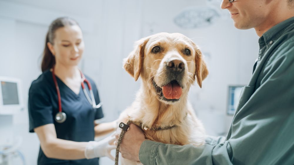 At a Modern Vet Clinic: Golden Retriever Sitting on Examination Table as a Female Veterinarian Assesses the Dog's Health.