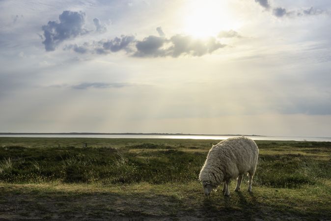 Sheep eating grass on Sylt island pasture