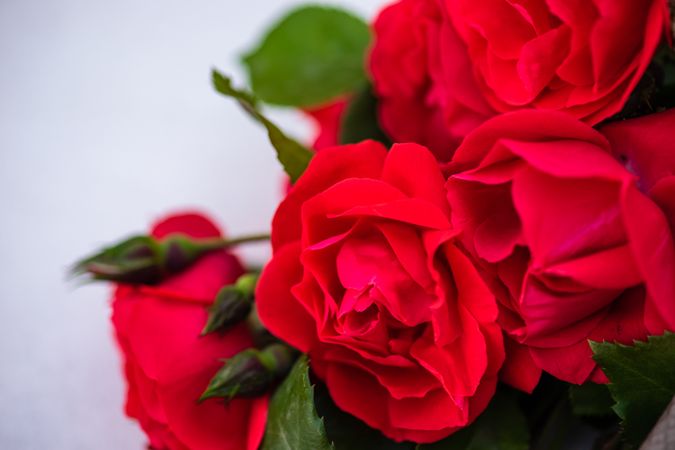 Close up of red roses