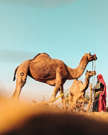 Person standing beside two camels