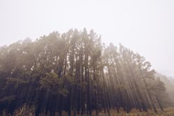 Tall trees in foggy day
