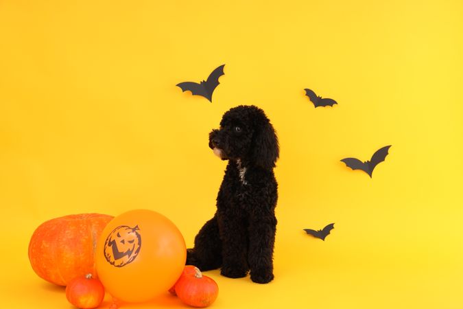 Concept of Halloween, Dog and Halloween accessories on yellow background