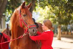 Pedigree horse for equestrian sport in red uniform