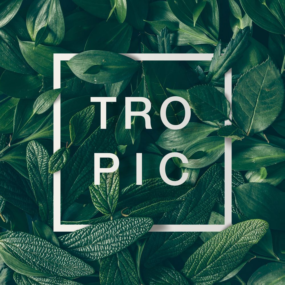 Green leaves layout with light  frame with the word “TROPIC”