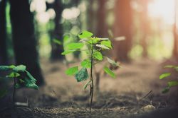 Small plants growing on bright forest floor
