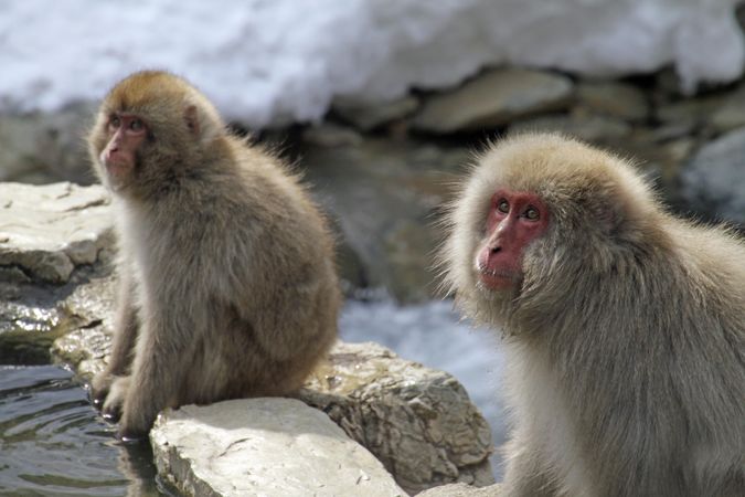 Two Japanese macaque on gray rock