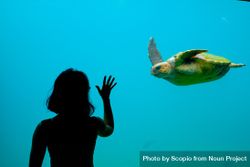 Silhouette of woman touching a huge aquarium with green turtle swimming in it 0VLz34