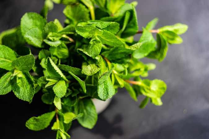 Top view of lush green mint leaves in pot