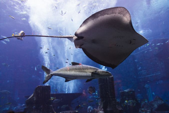 Various fish in large aquarium