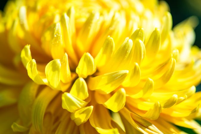 Beautiful yellow Chrysanthemum flowers in the garden