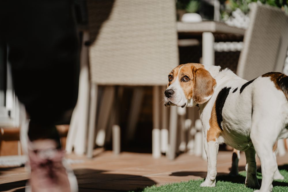 Cute beagle on lawn in yard