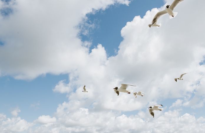 seagull flying on seaside on sunny with clouds day