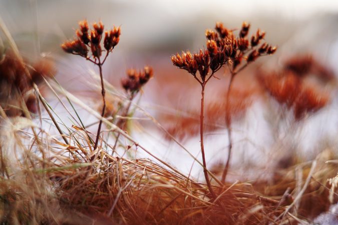 Orange flowers on meadow in winter