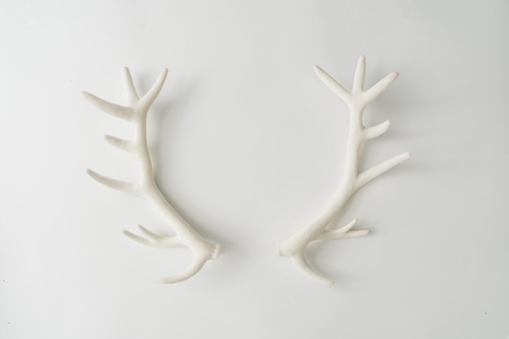 Reindeer antlers on light background