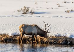 Elk drinking from a river in a snowy Yellowstone National Park 4mWgv0