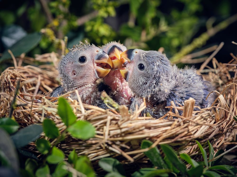 Cute lovebirds playing together in nest