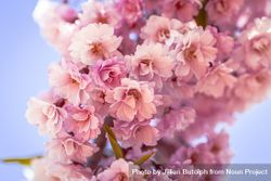 Close up of cherry blossoms in bloom with light blue background 0yvPL5