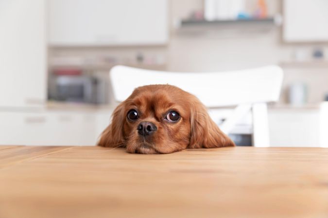 Curious cavalier spaniel resting head at the dining table