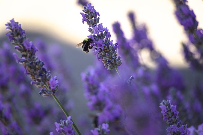 Side view of bee hanging off purple flower