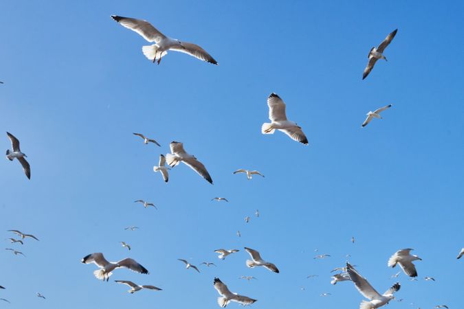 Sea gulls flying in blue sky