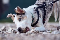 Border collie puppy with blue eyes playing with a stone in the garden of his house tied with the leash
