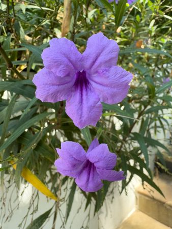 Purple Flower