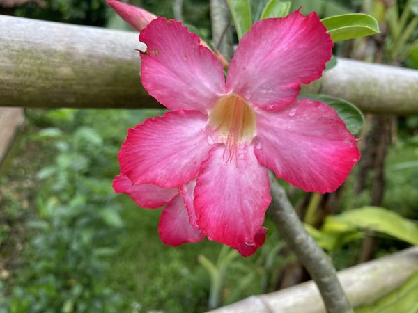 Adenium obesum flower