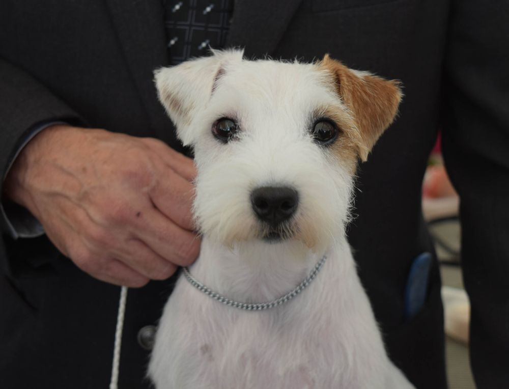 Close-up shot of dog beside an older man