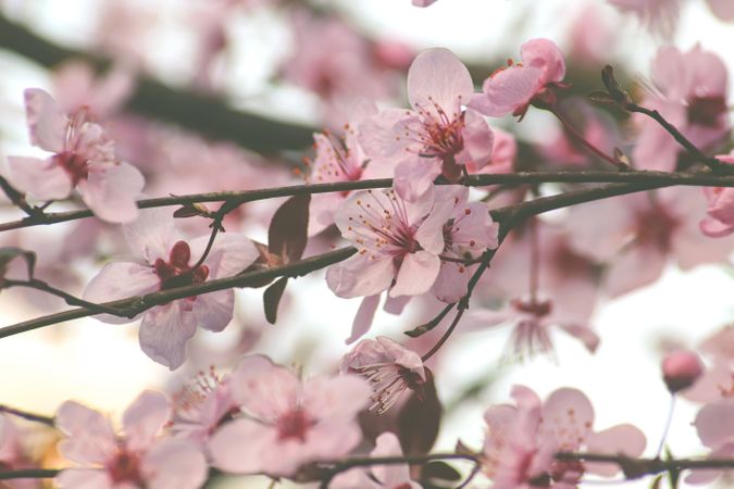 Flowers of the cherry or apple blossom