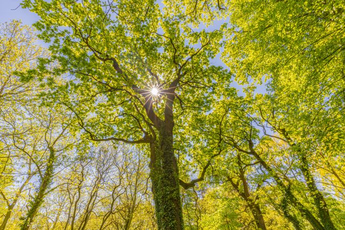 Green forest with sunshine