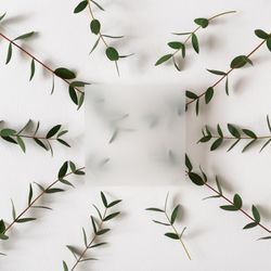 Eucalyptus leaves on light background