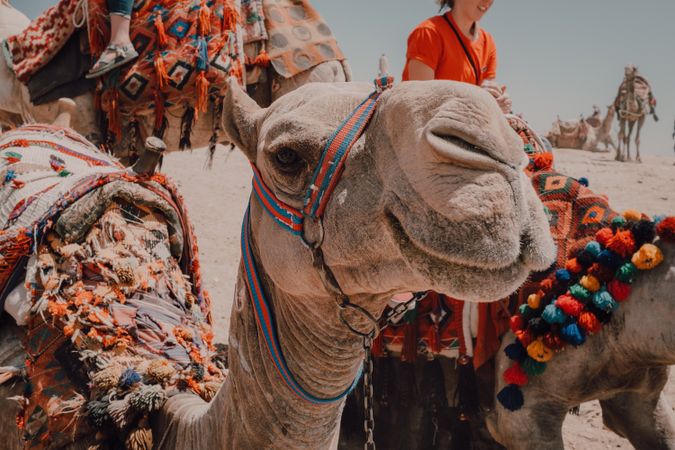 Funny camels in desert