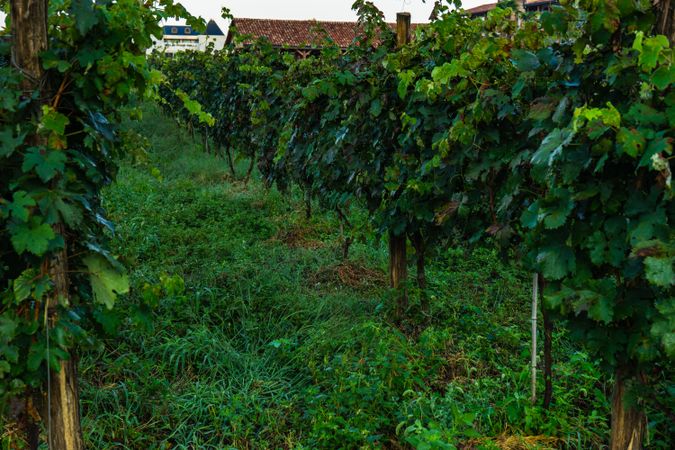 The fresh vineyard in Lopota