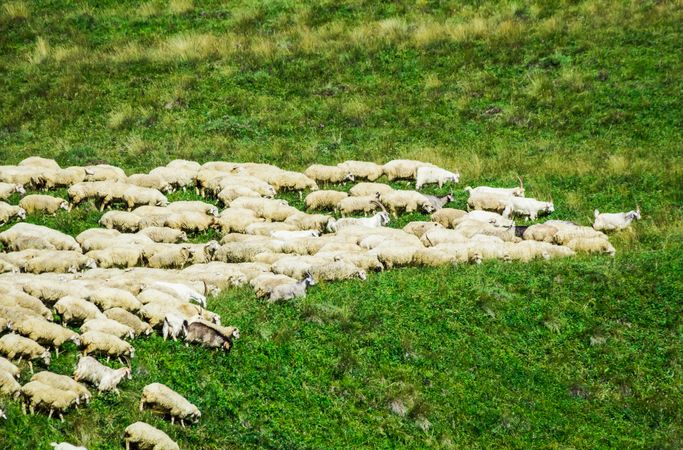 Herd of sheep on green grass field