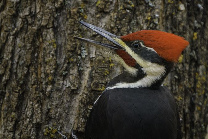 Side view of pileated Woodpecker in tree in McGregor, Minnesota