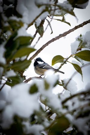 Black-capped chickadee on tree branch