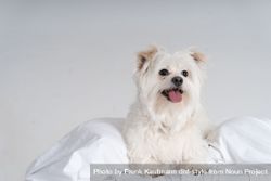 Cute maltese dog playing in sheets 4AzKOQ