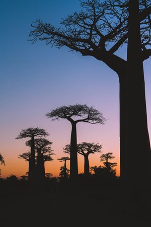 Wonderful sunset among giant baobabs
