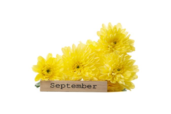 Yellow chrysanthemums and wood with text September isolated on neutral background