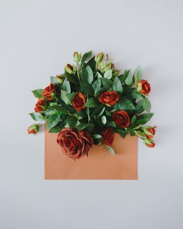 Orange flowers and leaves emerging from envelope