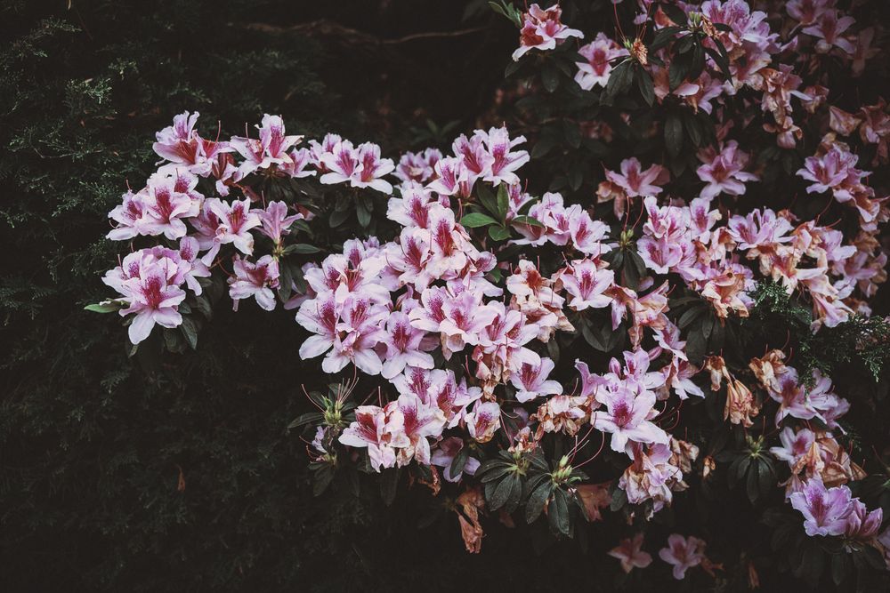 Pink lillies growing wild