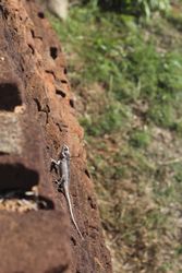 Red iguana on rough stones
