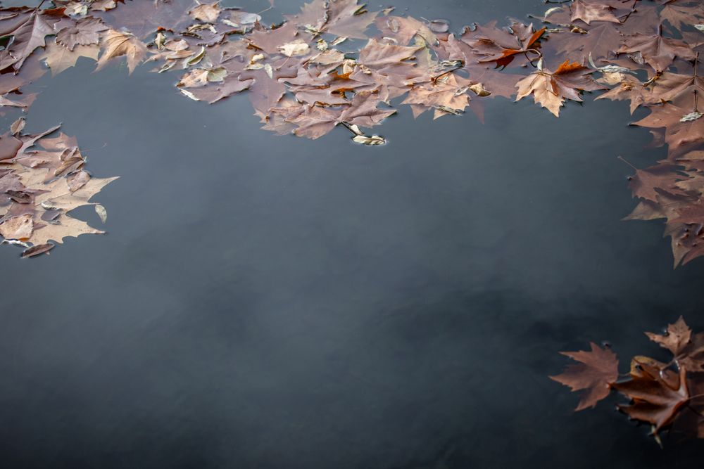 Fallen leaves floating on water