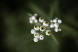 Pearly Everlasting in McGregor, Minnesota